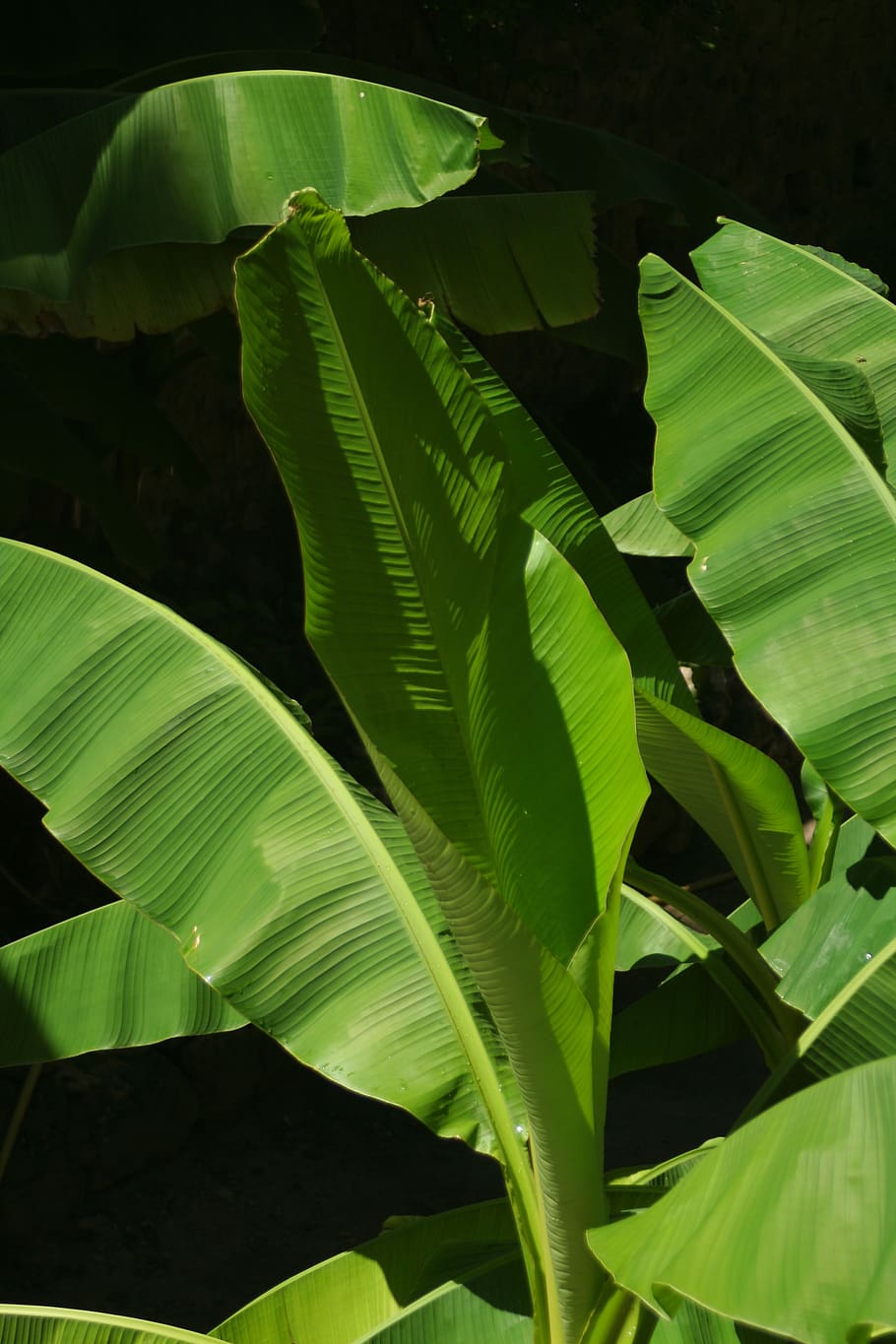 Тропические растения банановые листья