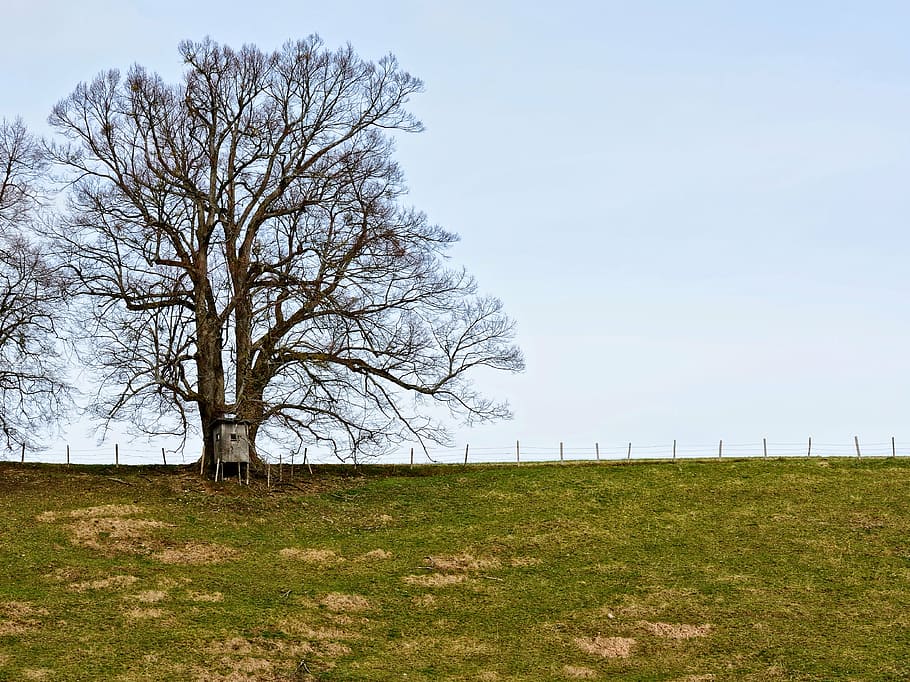 silhouette, tree, meadow, pasture, fence, individually, idyll HD wallpaper