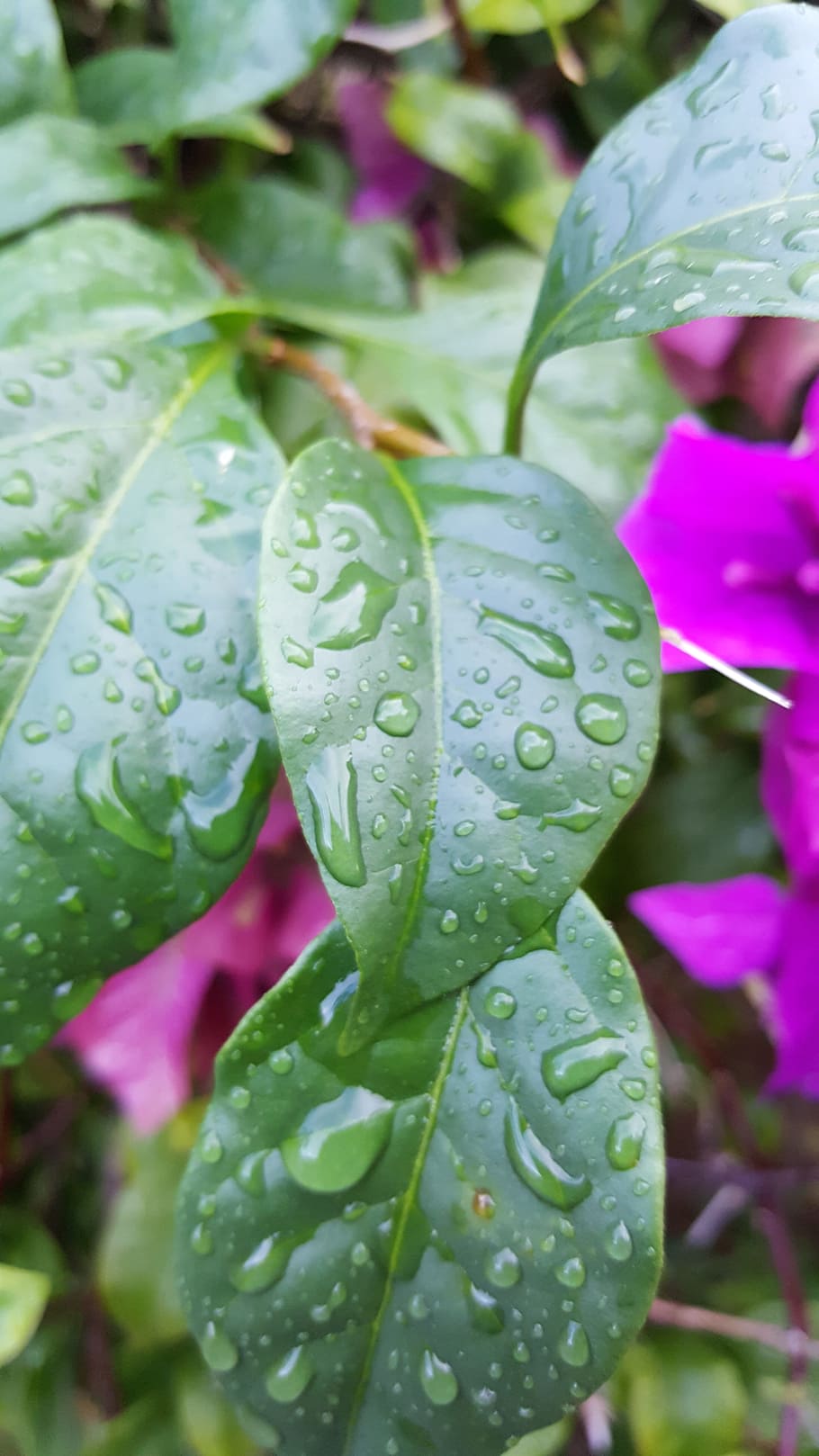 green, leaf, nature, green leaf, green leaves, environment HD wallpaper