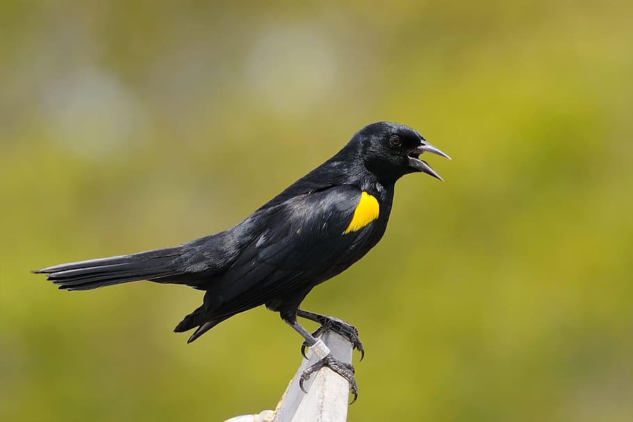 Black and Yellow Crow, animal, bird, macro, perched, wildlife HD wallpaper