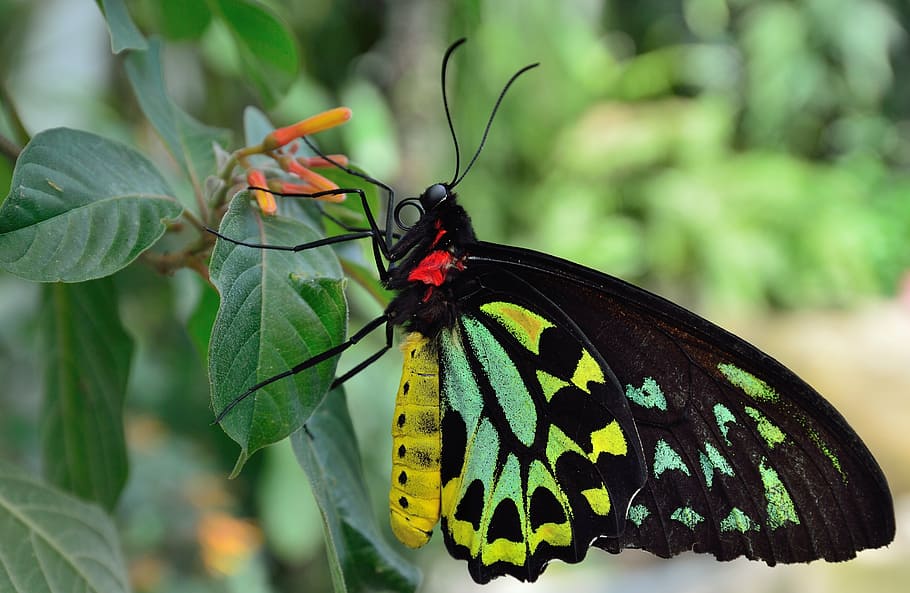 black, green, and yellow butterfly perched on green leaf plant HD wallpaper