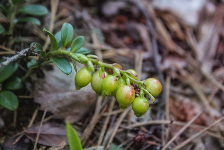 berry, forest, nature, food and drink, fruit, plant, growth HD wallpaper