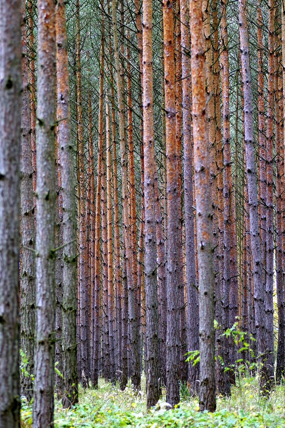Tree, Forest, Dense, Spruce, Pine, then, landscape, a lot of HD wallpaper