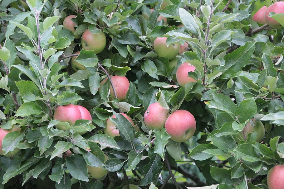 apples, fruit, orchard, food and drink, healthy eating, wellbeing HD wallpaper
