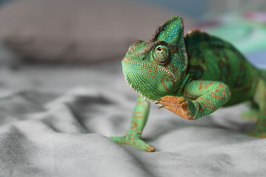 Jade, acolyte à écailles, green iguana, chameleon, walking HD wallpaper