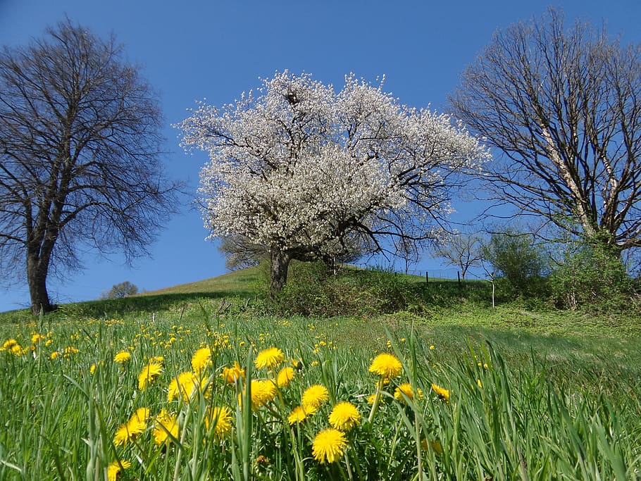 Cherry Blossom, Tree, Tree, Spring, Meadow, nature, landscape HD wallpaper
