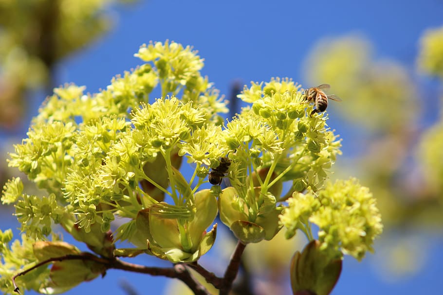flower, beauty, spring, bee, flowering plant, animals in the wild HD wallpaper