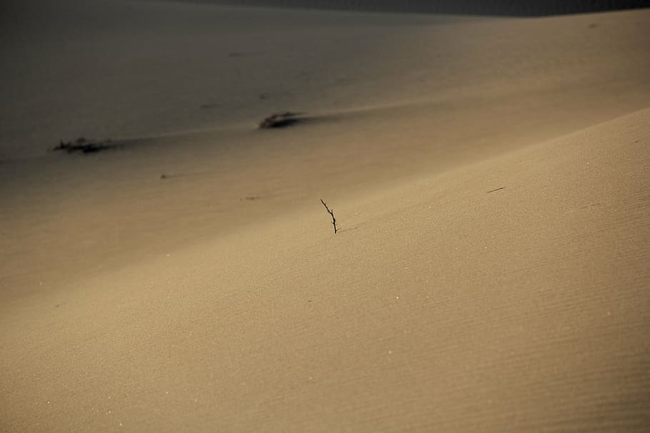 desert, sand, surface, morning, branch, land, tranquility, nature HD wallpaper