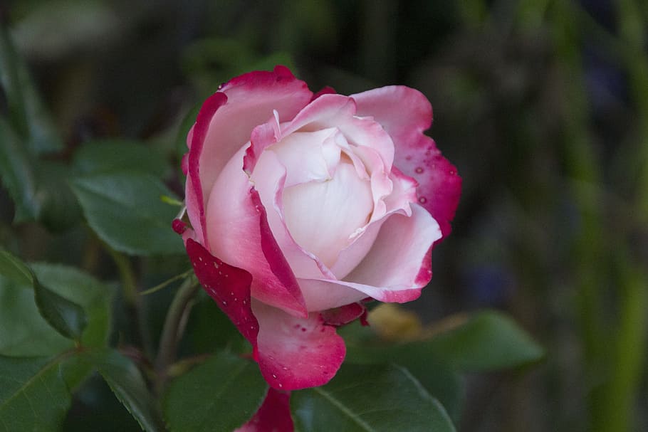 Flower, Blossom, Bloom, Nature, rose, red rose, petal, pink color HD wallpaper