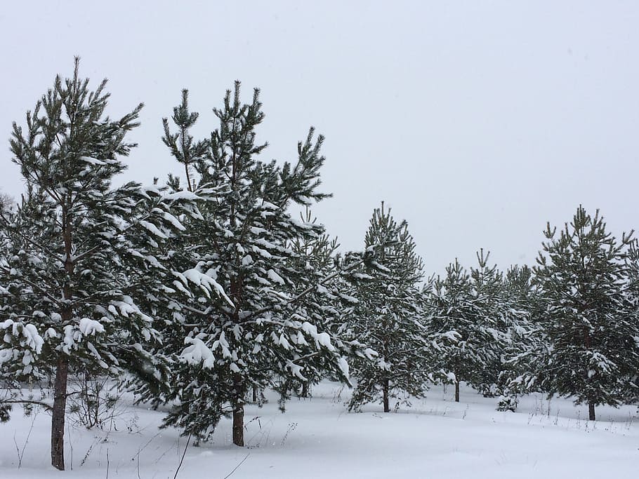 snow, winter, tree, coldly, leann, frost, christmas tree, forest HD wallpaper
