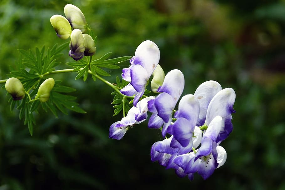 flower, purple, cluster, bunch, floral, macro, garden, nature HD wallpaper