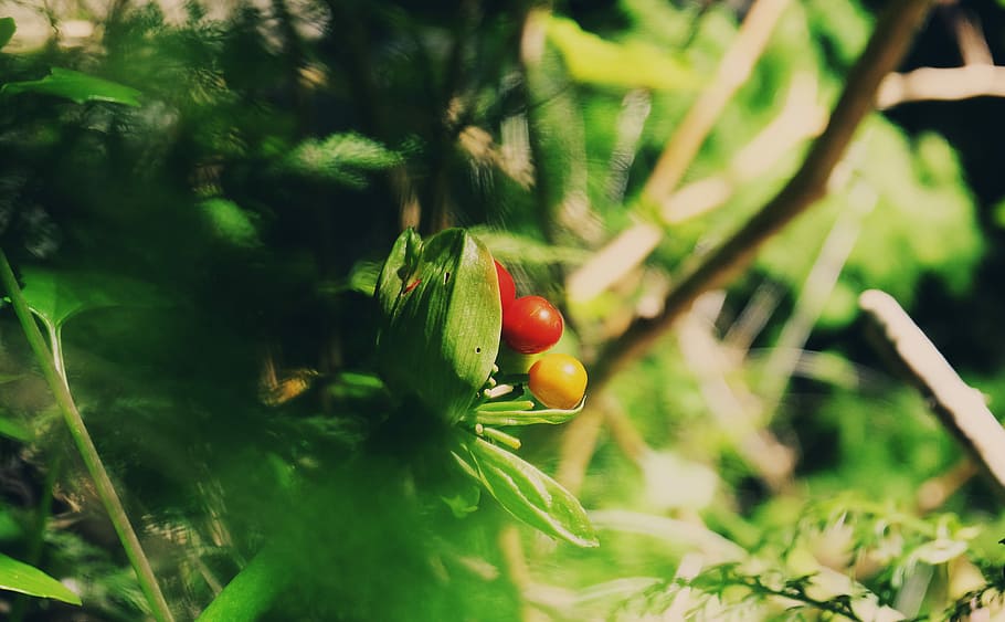 closeup photo green leafed plant, selective-focus photography of red and yellow fruits HD wallpaper