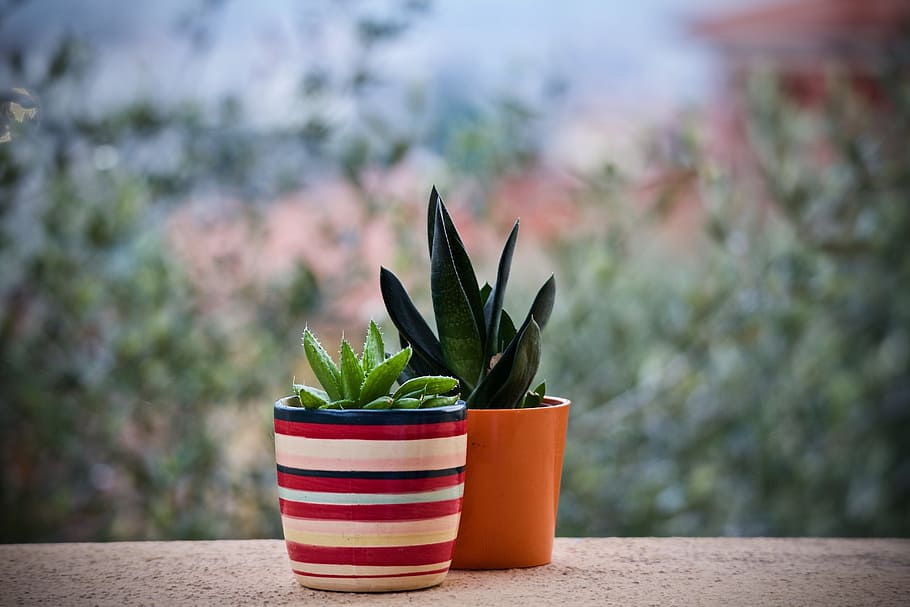two green succulent plants on pots selective focus photography, HD wallpaper