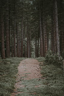 landscape photography of Forest Trail, Path through a forest HD wallpaper