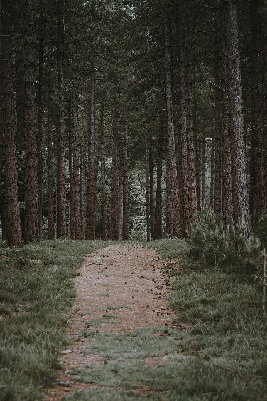 landscape photography of Forest Trail, Path through a forest HD wallpaper