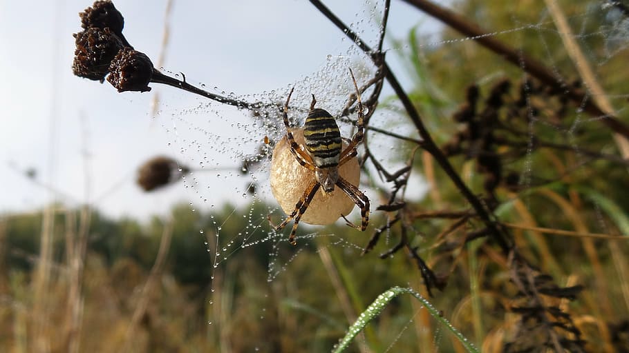 spider, nest, ball, insect, arachnid, nature, spider Web, animal HD wallpaper