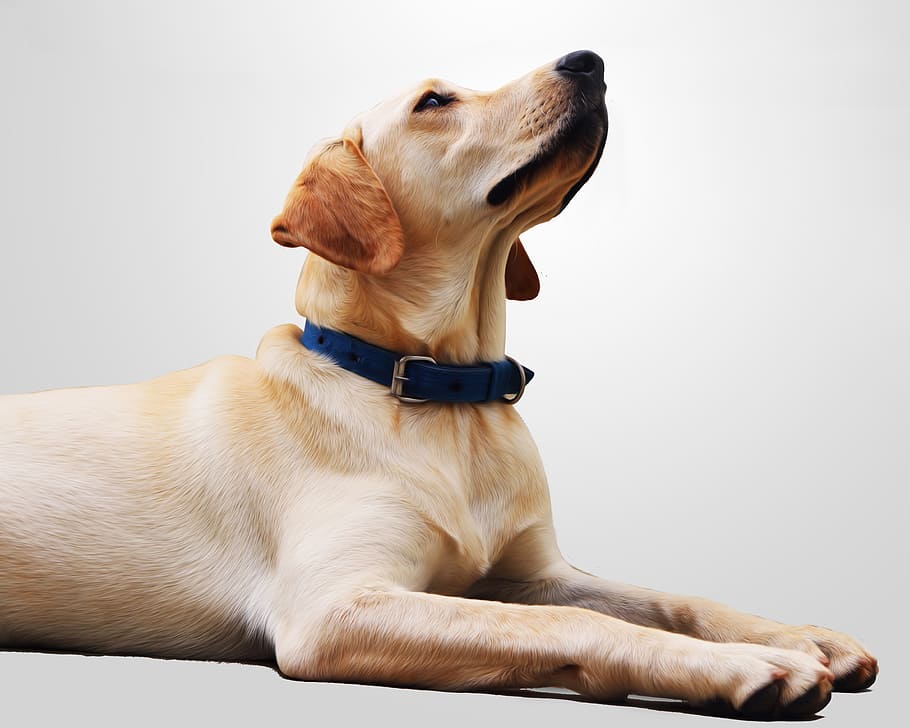 closeup photo of adult Labrador retriever, wallpaper, background HD wallpaper