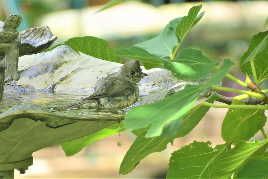 bird, bathing, birdbath, cute, wildlife, leaf, one animal, plant part HD wallpaper