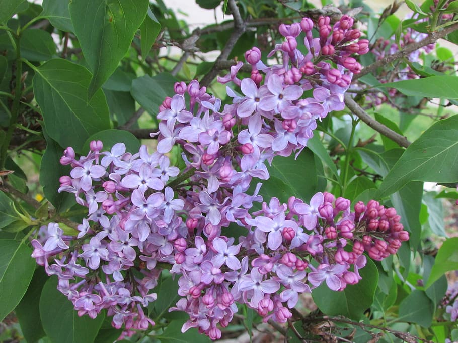 flowers, lilac, purple, flowering plant, fragility, vulnerability HD wallpaper