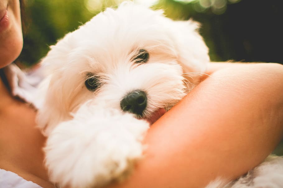 Hugging Maltese Dog Puppy, cute, dogs, pets, animal, people, friendship, HD wallpaper