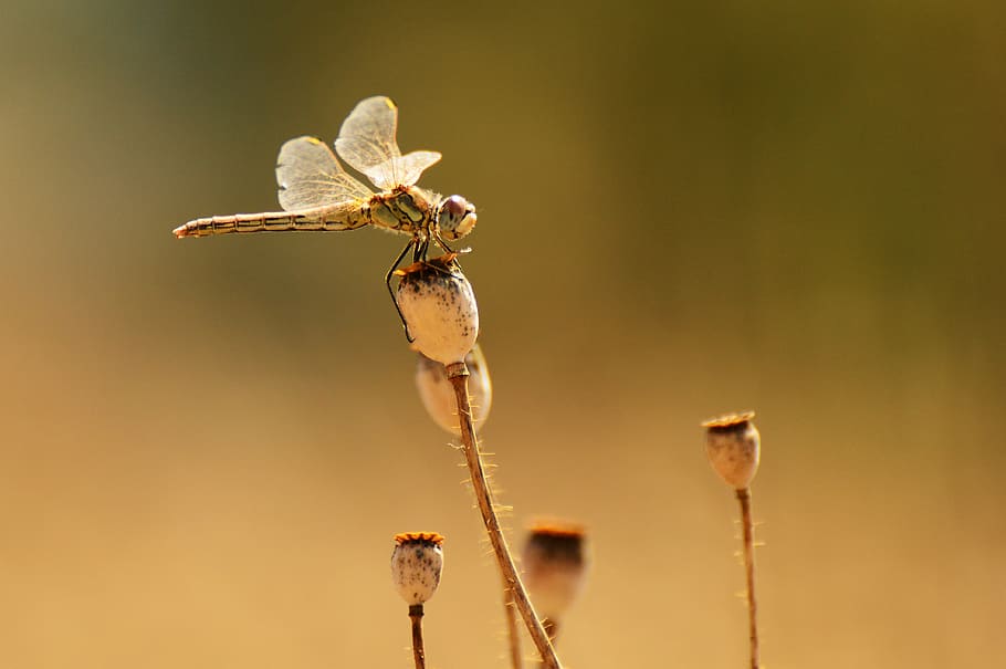 dragonfly, macro, winged insects, flower, close-up, plant, beauty in nature HD wallpaper