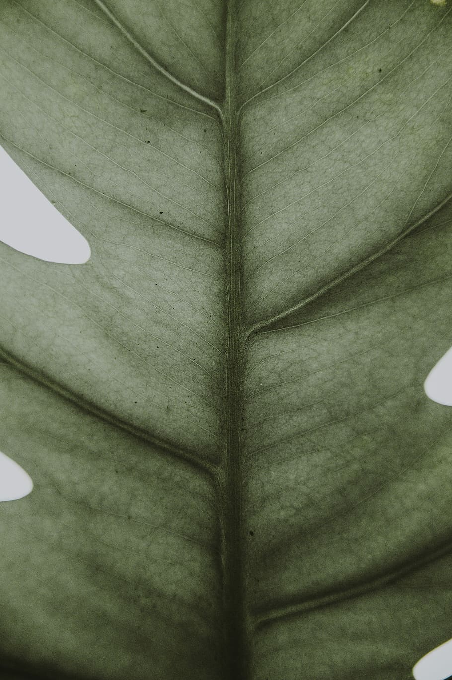 closeup photo of green leaf, vein, pattern, lines, close-up HD wallpaper