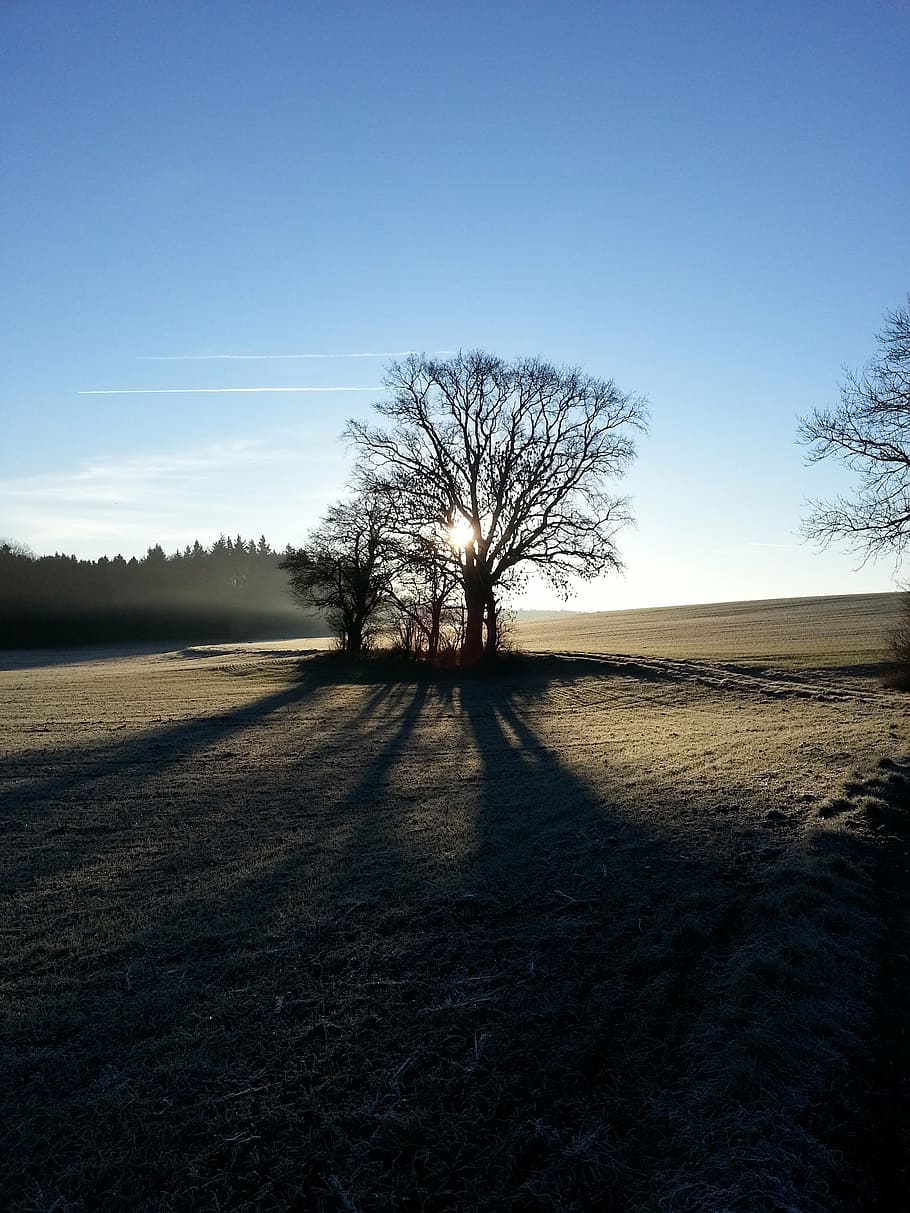 tree, life, light, nature, majestic, sky, landscape, plant HD wallpaper