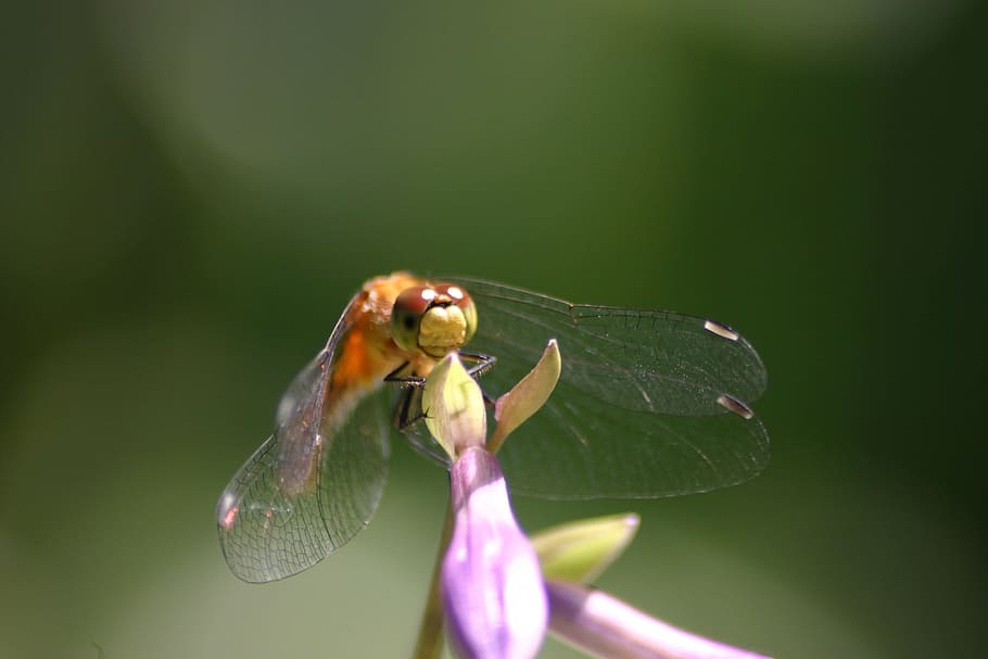 Dragon Fly, Hosta, Summer, Sun, Nature, organic, farm purple HD wallpaper