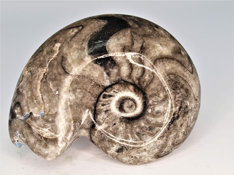 nature, desktop, ammonite, gem, fossil, close-up, studio shot HD wallpaper