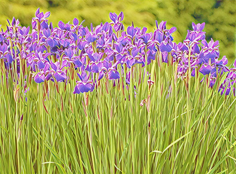 Purple, Crocus, Stem, Field, Blooming, spring, blossom, violet HD wallpaper