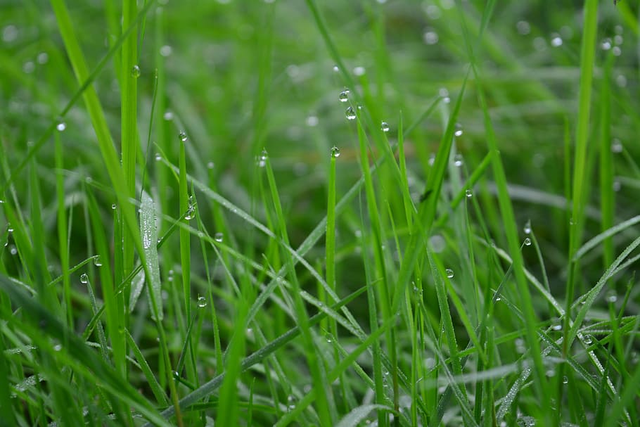 grass, green, dew, dewdrops, morning, green grass, meadow, nature HD wallpaper