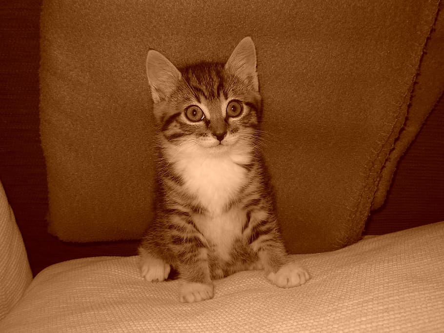 Kitten, Cat, Cats, Pet, Animals, domestic Cat, pets, cute, domestic Animals HD wallpaper