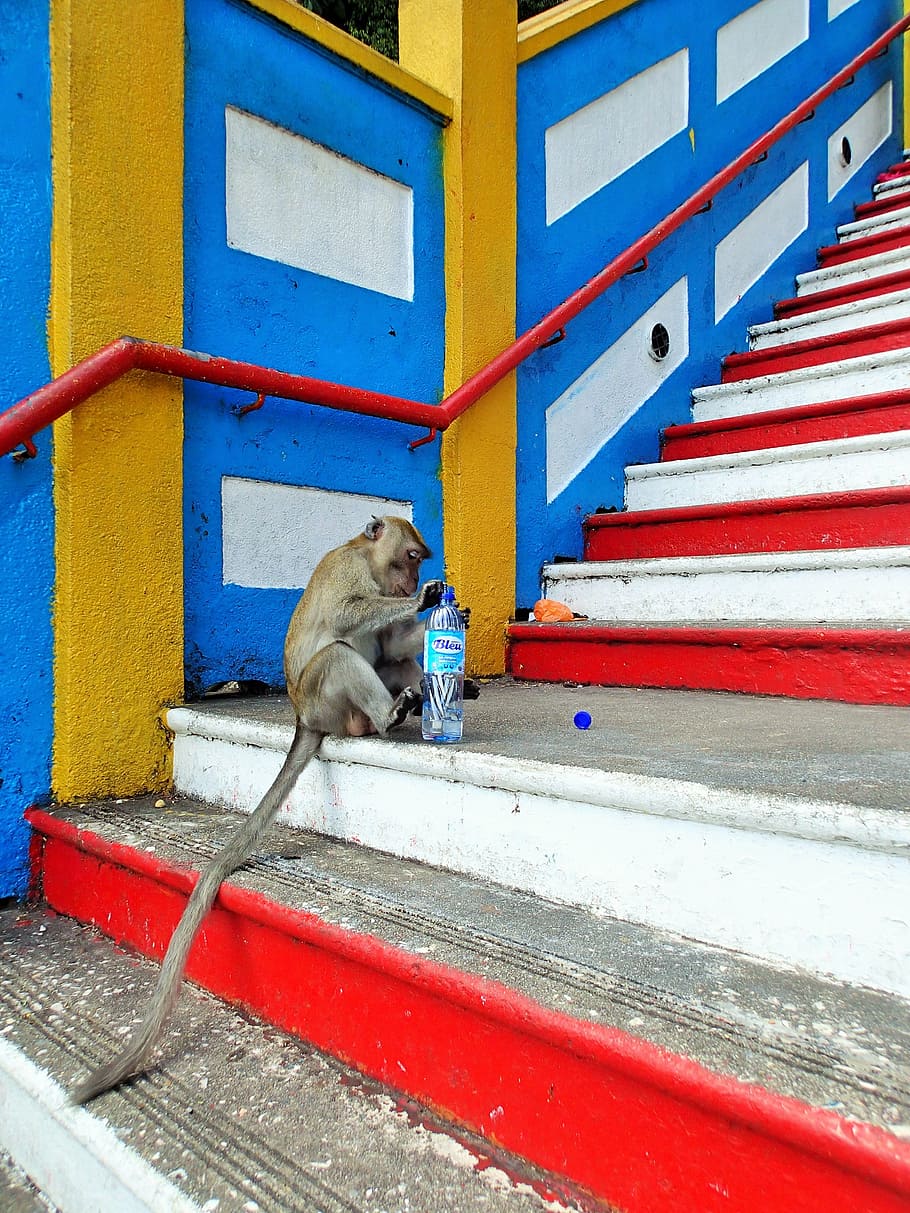 malaysia, monkey, water, bottle, steps, mammal, one animal HD wallpaper