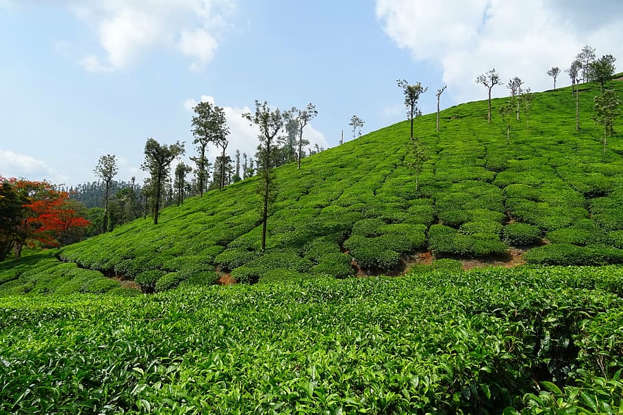 tea garden, plant, plantation, estate, shree ganga, chikmagalur