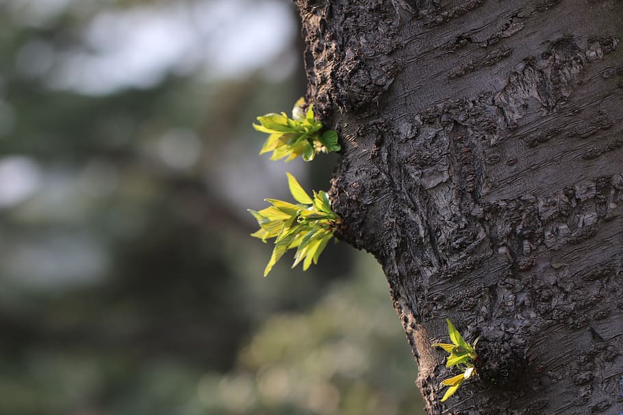 tree, germination, spring, natural, plant, tree trunk, focus on foreground HD wallpaper