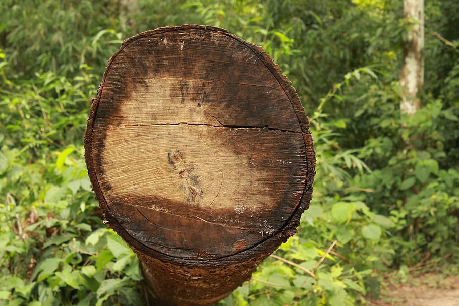 tree, tree log, logging, wood, forest, industry, lumber, nature HD wallpaper