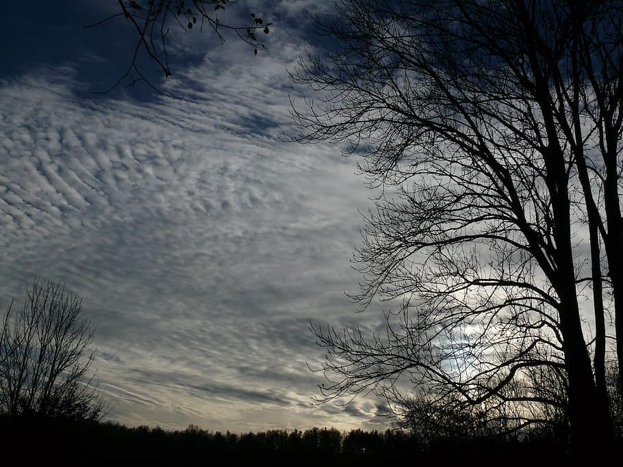 sky, clouds, cloud formation, back light, tree, bare tree, plant HD wallpaper