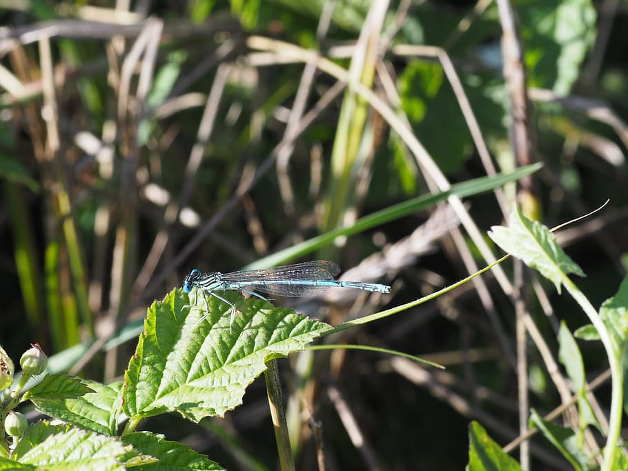 dragonfly, insect, close, macro, nature, wing, creature, flight insect HD wallpaper