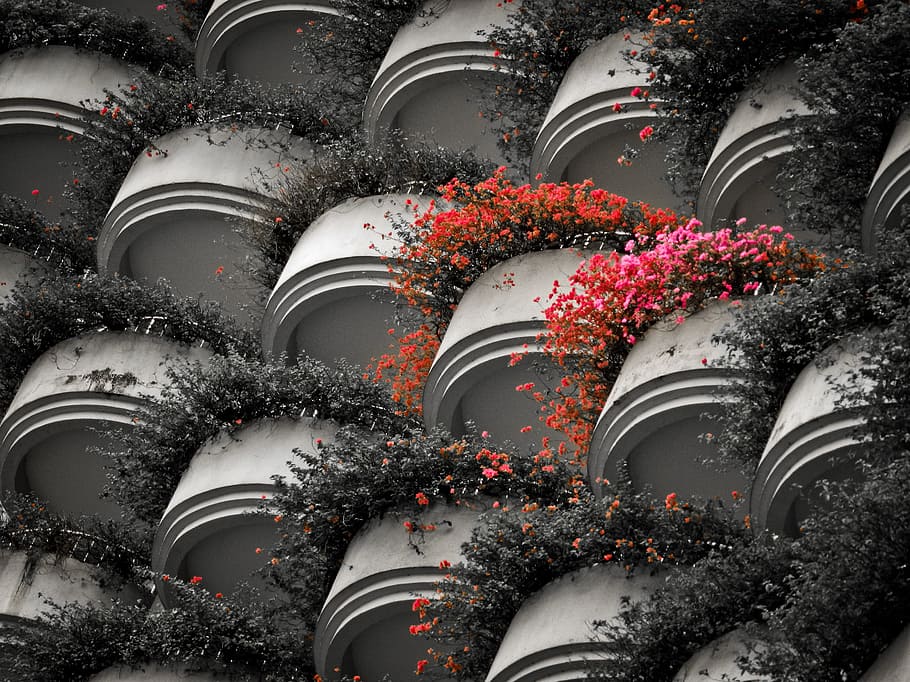 red and pink flowers on white pot, black, red abstract, high tower HD wallpaper