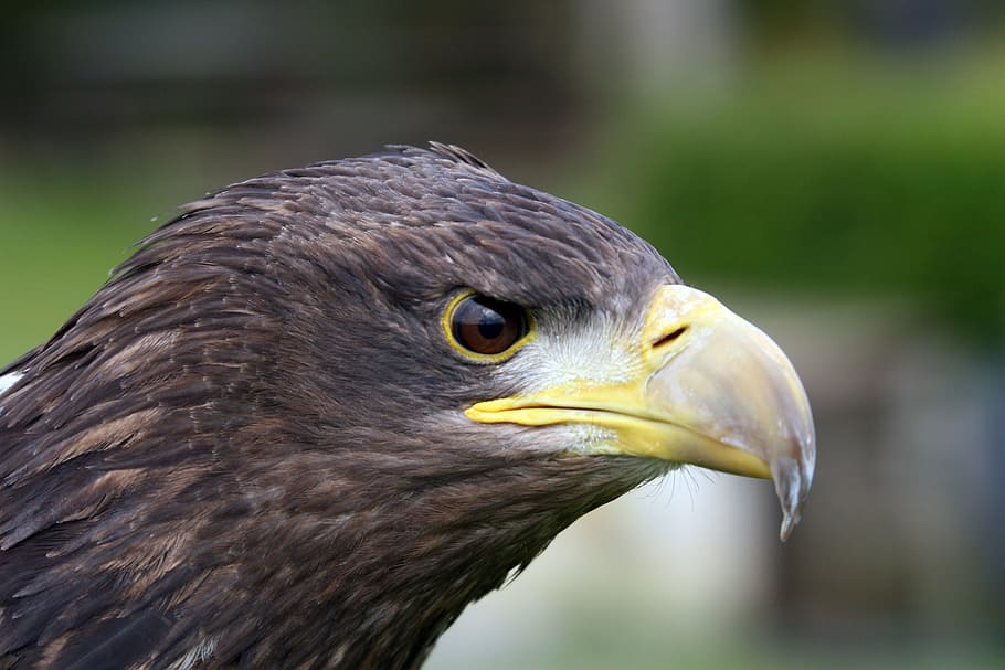 selective focus photography of black eagle, raptor, beak, feather HD wallpaper