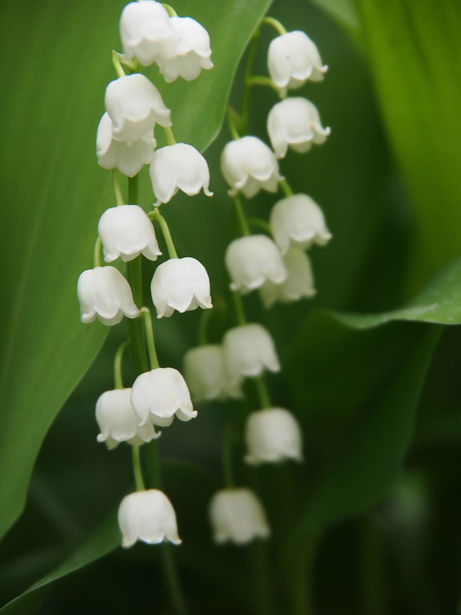 nature, leaf, plant, flower, flowering plant, beauty in nature HD wallpaper
