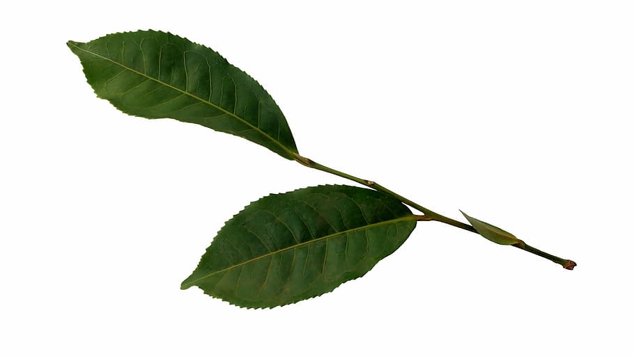 tea, leaf, plant, nature, sprig, foliage, plant part, cut out HD wallpaper