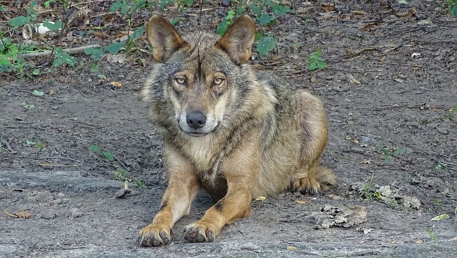 iberian wolf