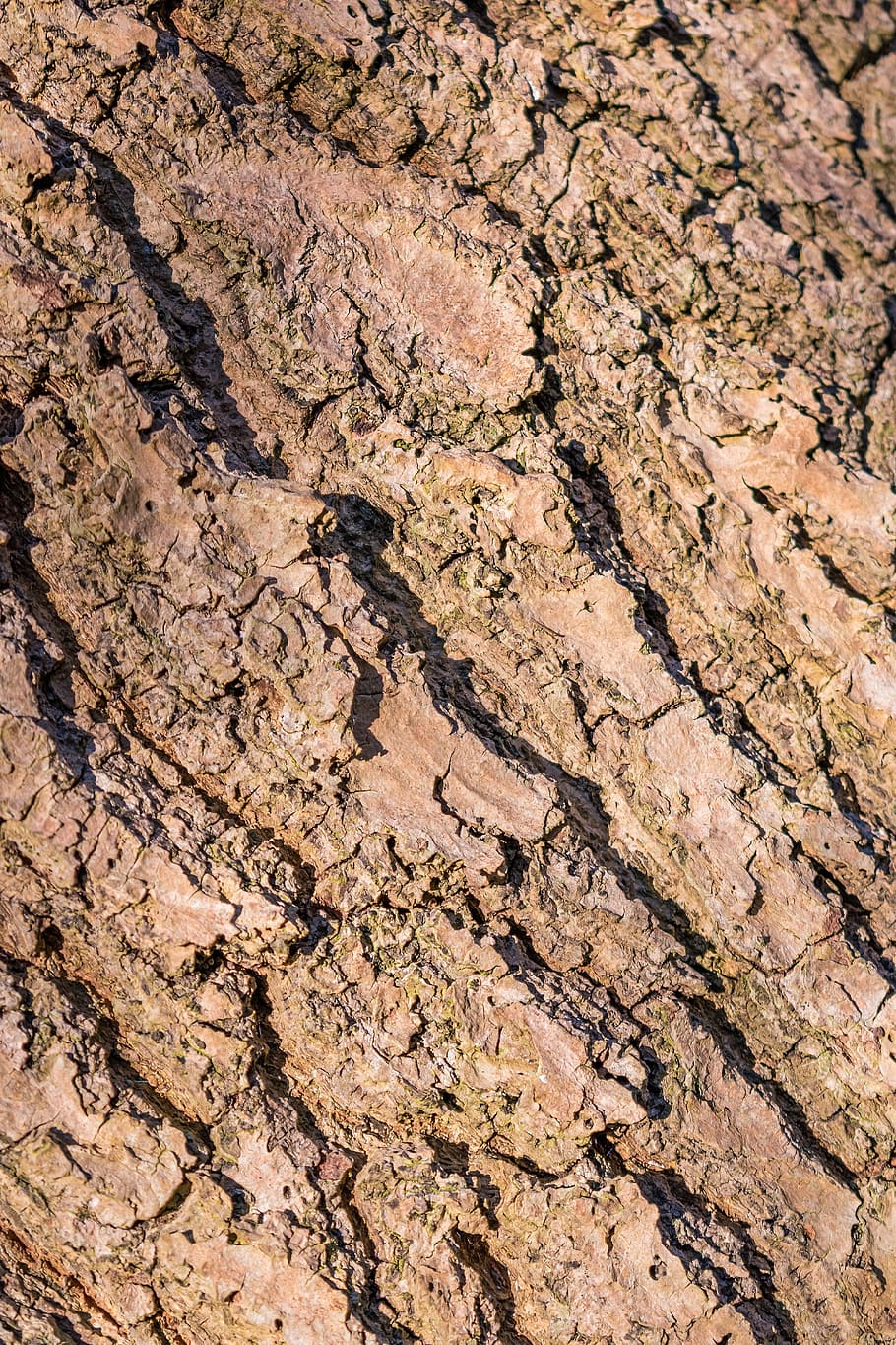 wood, forest, bark, nature, tree, backgrounds, brown, dry, pattern HD wallpaper