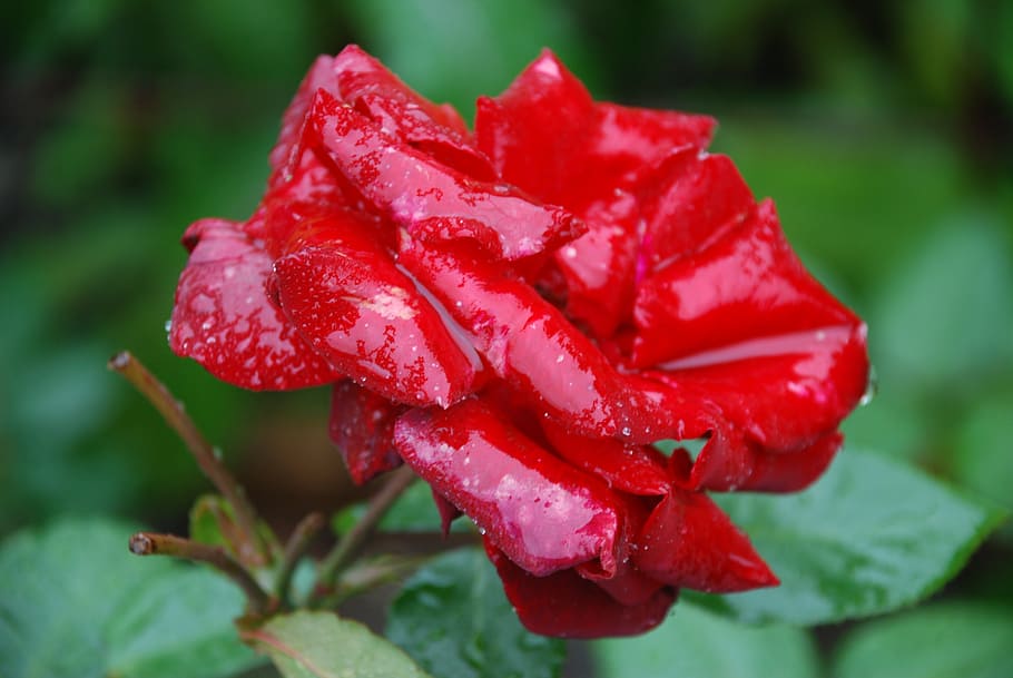 flower, pink, rose, drops, plant, nature, red, leaf, twig, drops plant HD wallpaper
