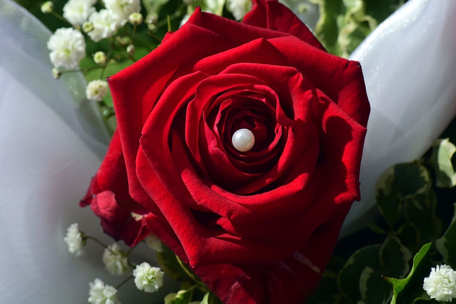 rose, red, red rose, blossom, bloom, flower, rose blooms, romantic, HD wallpaper
