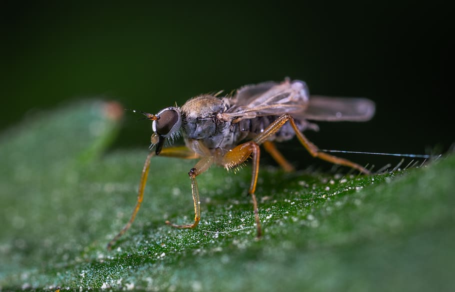 macro, insect, invertebrate, one animal, animal themes, animal wildlife HD wallpaper