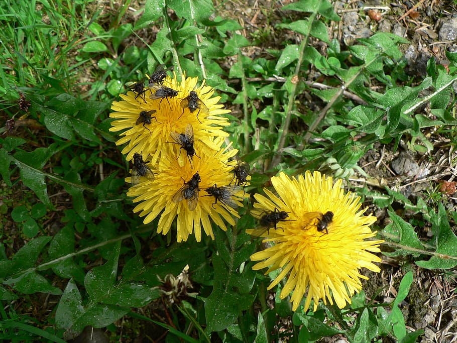 dandelion, fly, nature, summer, insect, yellow, flower, plant HD wallpaper