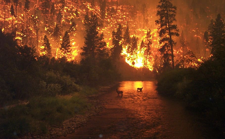 forest fire scenery, brand, conflagration, natural disaster, smoke