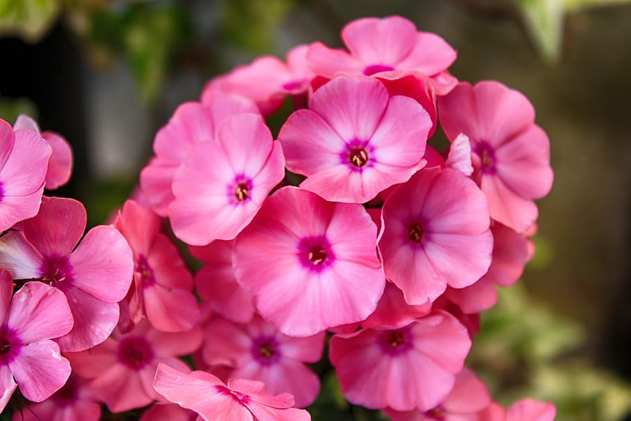flower, geranium, blossom, bloom, pink flower, balcony plant HD wallpaper